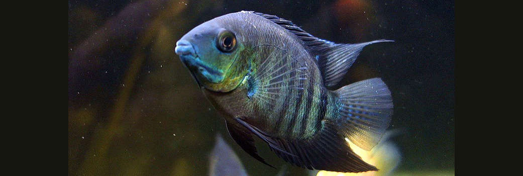 Green severum care deals
