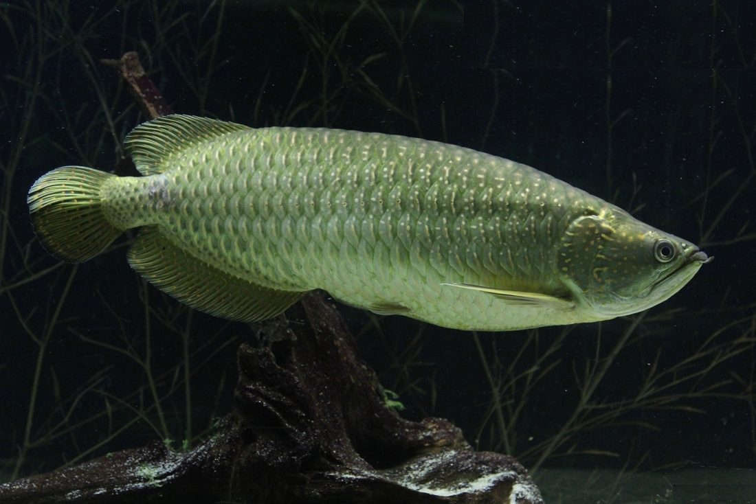 Jardini clearance arowana care