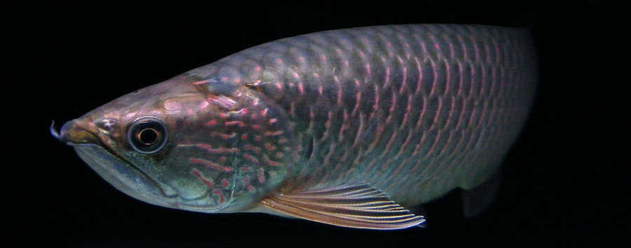 Jardini Arowana