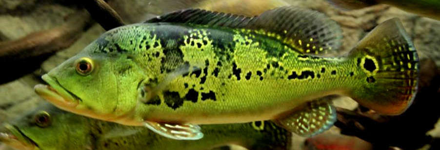 Peacock clearance bass care