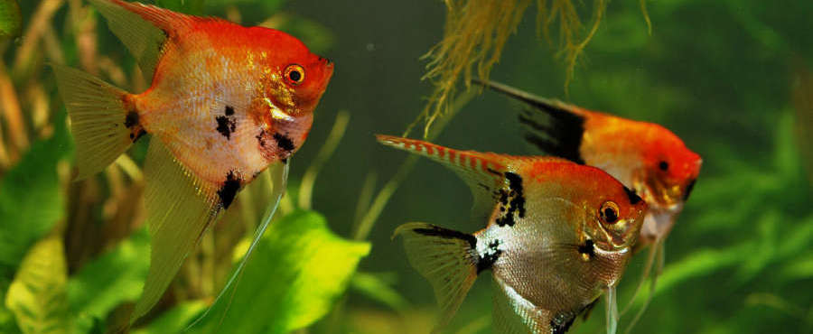 Koi angelfish sales