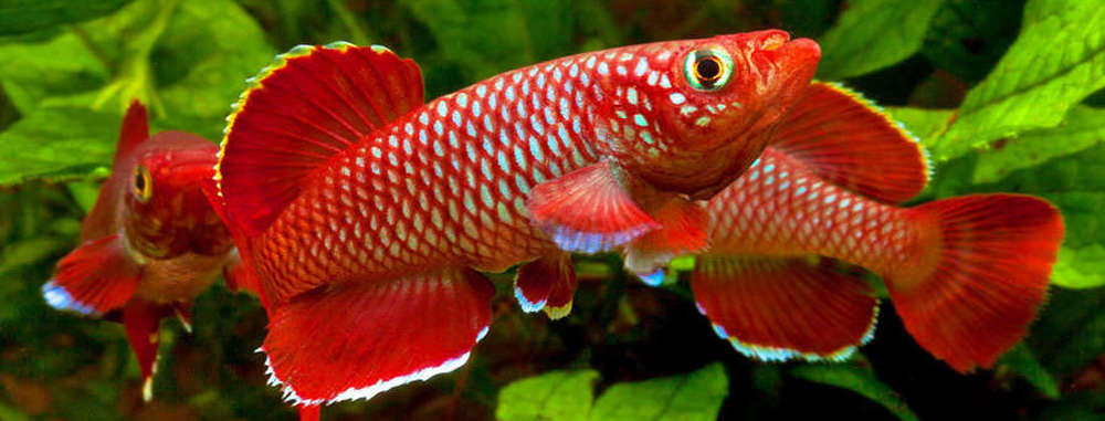 Download Korthausae Killifish Nothobranchius Korthausae Species Profile Aquariumdomain Com PSD Mockup Templates
