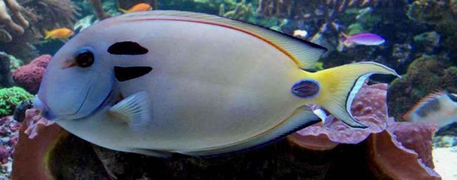 Lieutenant Tang (Acanthurus tennenti) Species Profile :: AquariumDomain.com