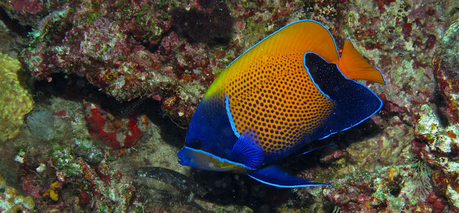 Majestic Angelfish Pomacanthus navarchus Species Profile