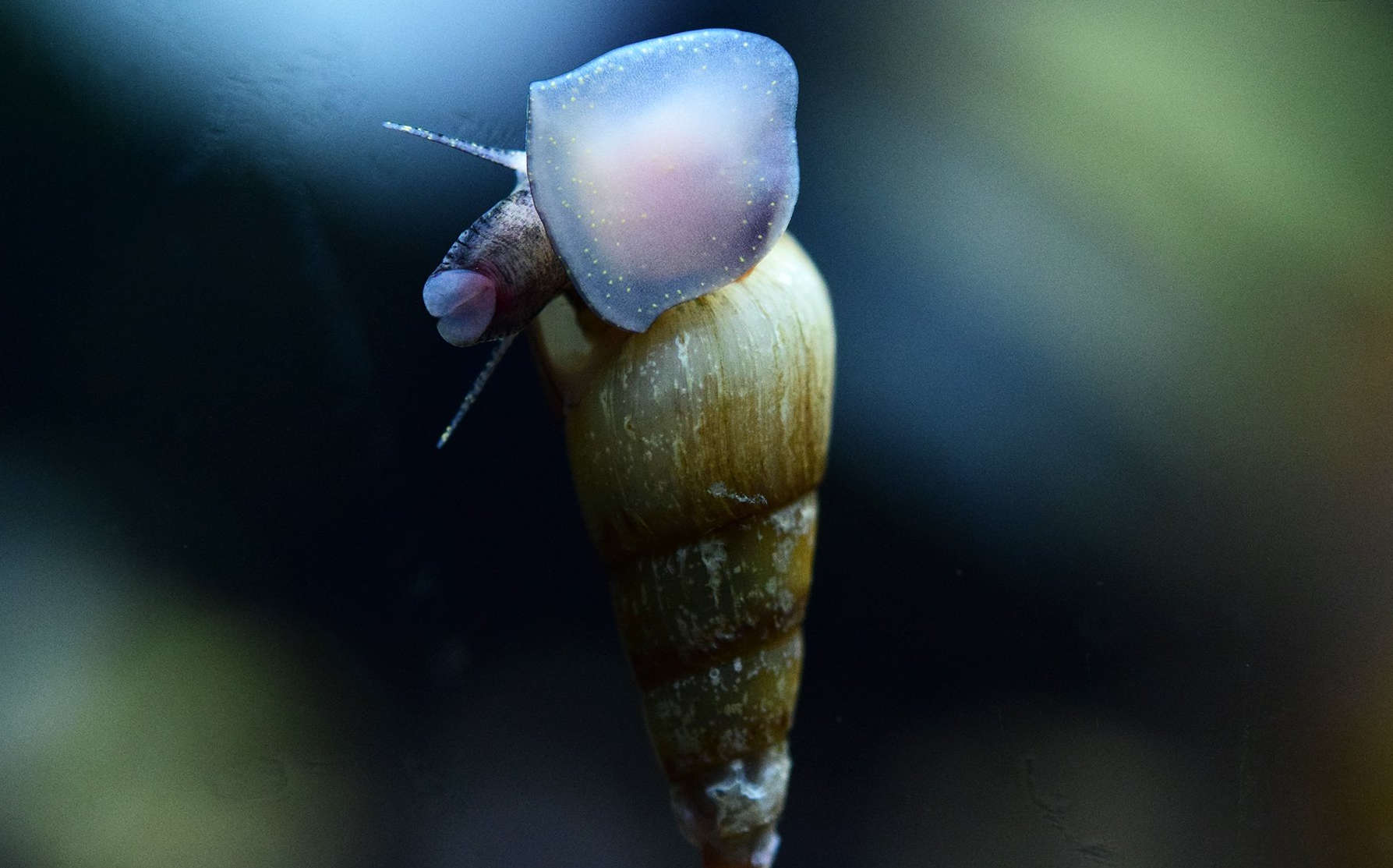 Malaysian Trumpet Snail Species Profile Aquariumdomain Com