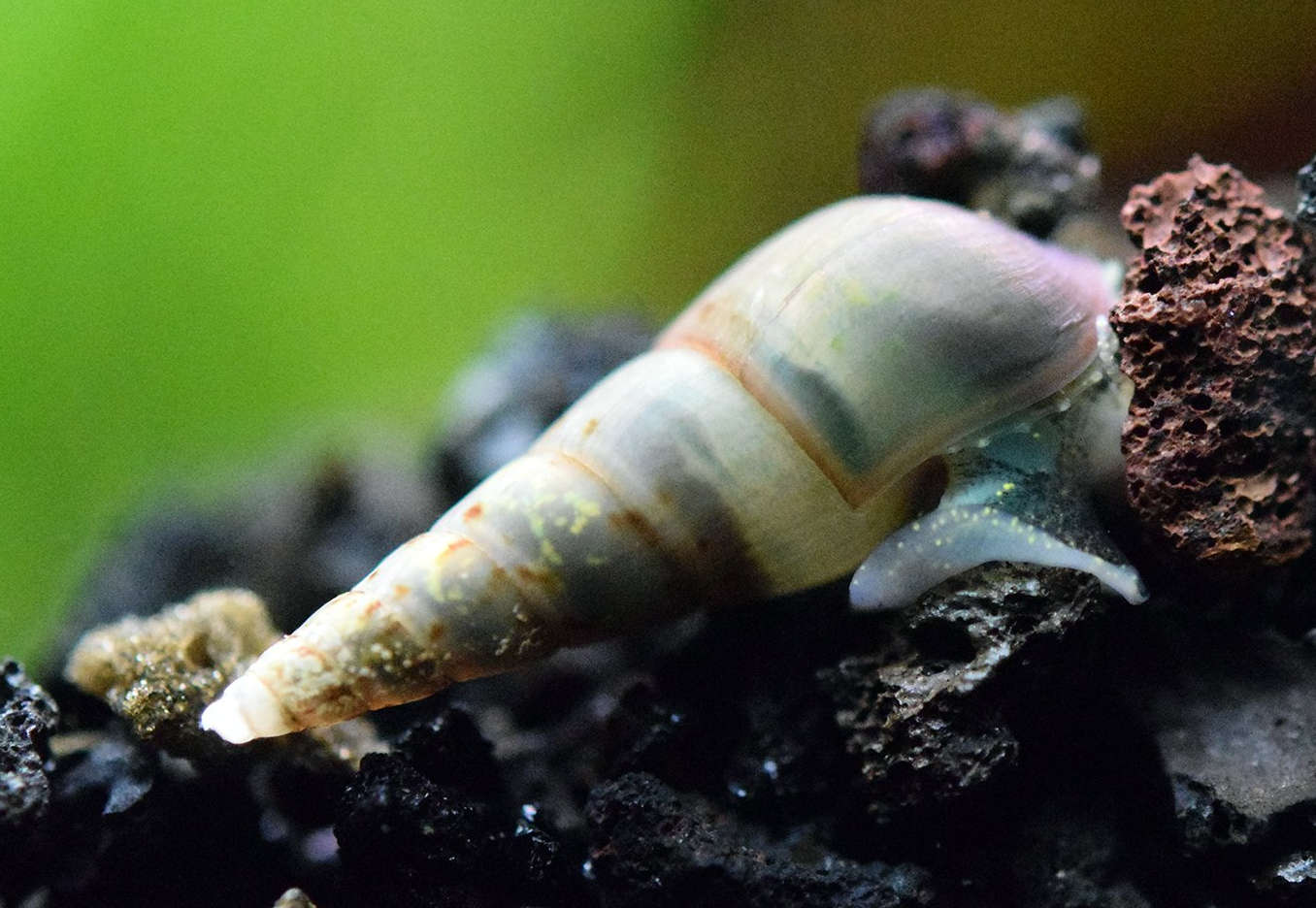 Malaysian Trumpet Snail Species Profile Aquariumdomain Com