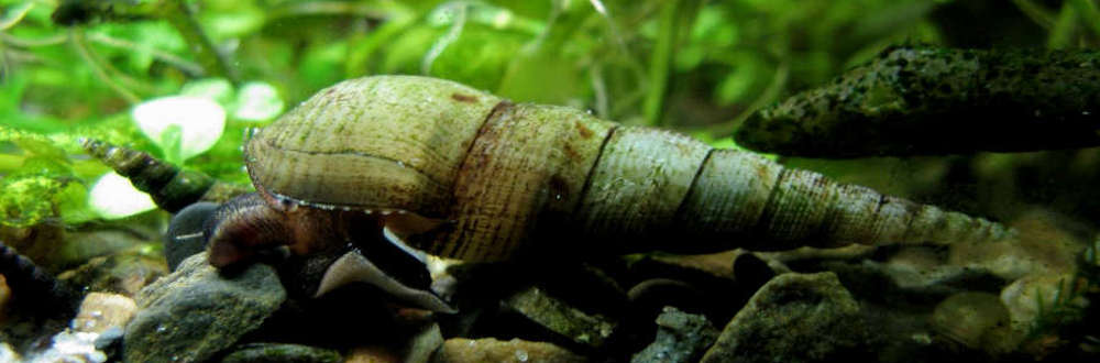 Malaysian Trumpet Snail Species Profile Aquariumdomain Com
