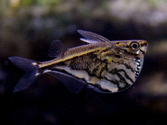 Marbled Hatchetfish Carnegiella strigata Species Profile AquariumDomain