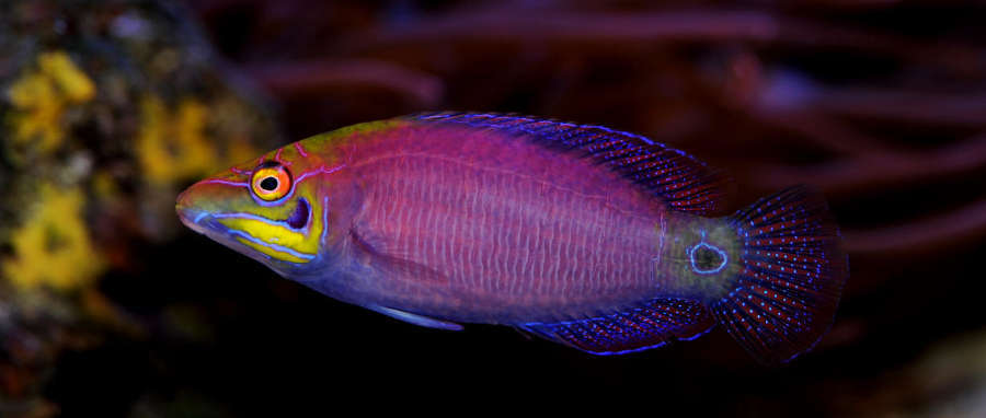 Mystery deals wrasse care