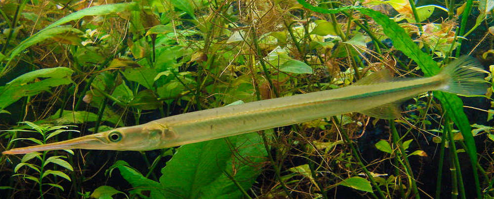 Freshwater Needle Fish