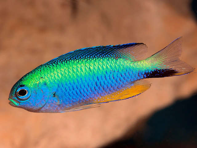Neon Damselfish (Pomacentrus alleni) Species Profile :: AquariumDomain.com