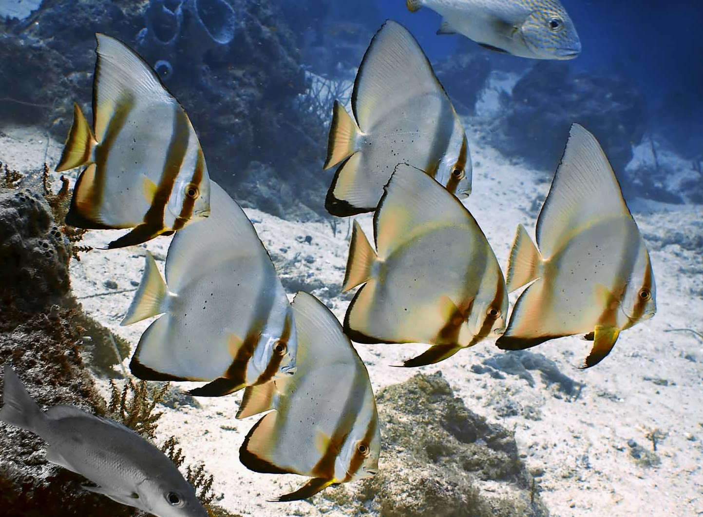 Batfish care clearance