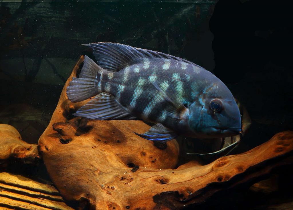 Parrot Cichlid
