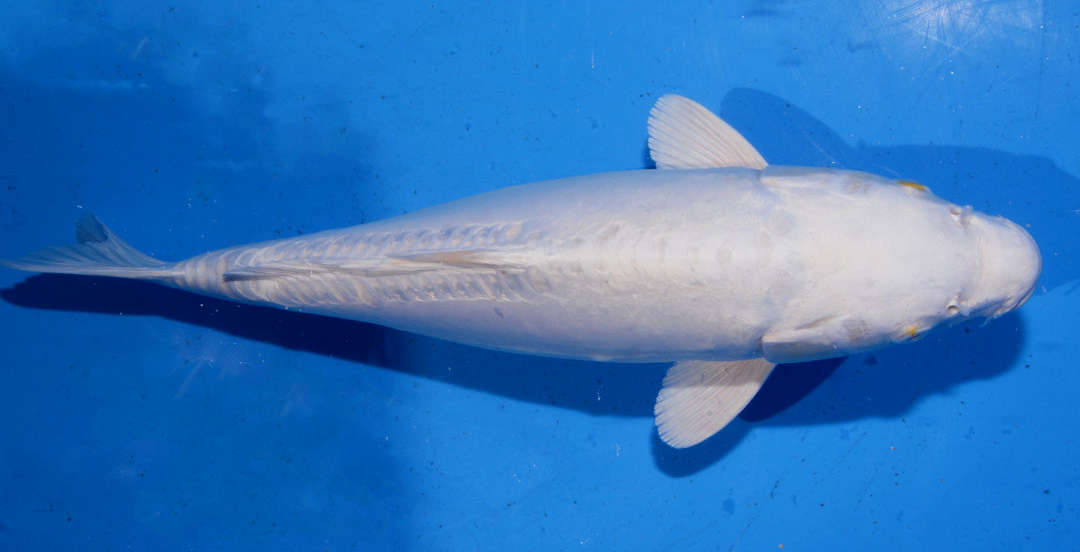 Platinum Ogon Koi Species Profile :: AquariumDomain.com