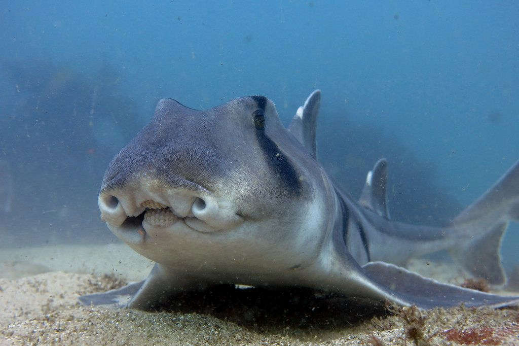 Port jackson shark care top