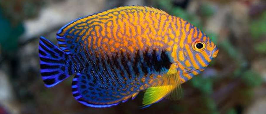 Potters shop angelfish care