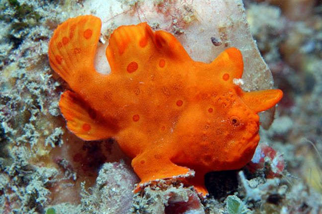 Red Orange Angler Antennarius sp. Species Profile AquariumDomain