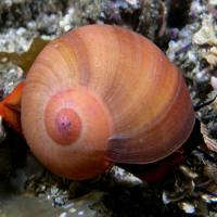 Red Foot Moon Snail (Norrisia norrisii) Species Profile