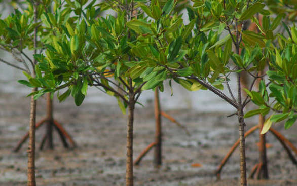 Red Mangrove Tree Species Profile ::