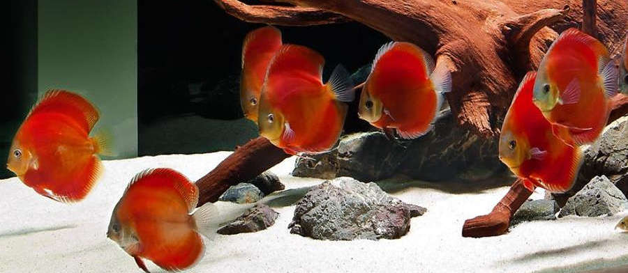 Red Discus (Symphysodon aequifasciata) Species :: AquariumDomain.com