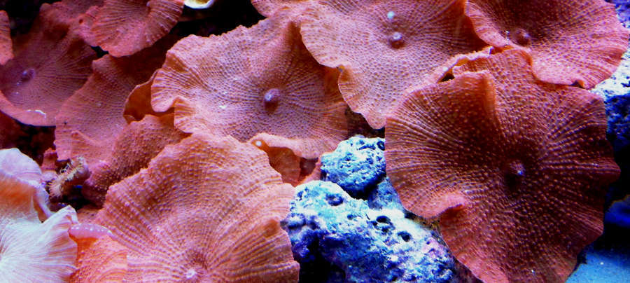 Red Mushroom Coral (Actinodiscus sp.) Species Profile :: AquariumDomain.com