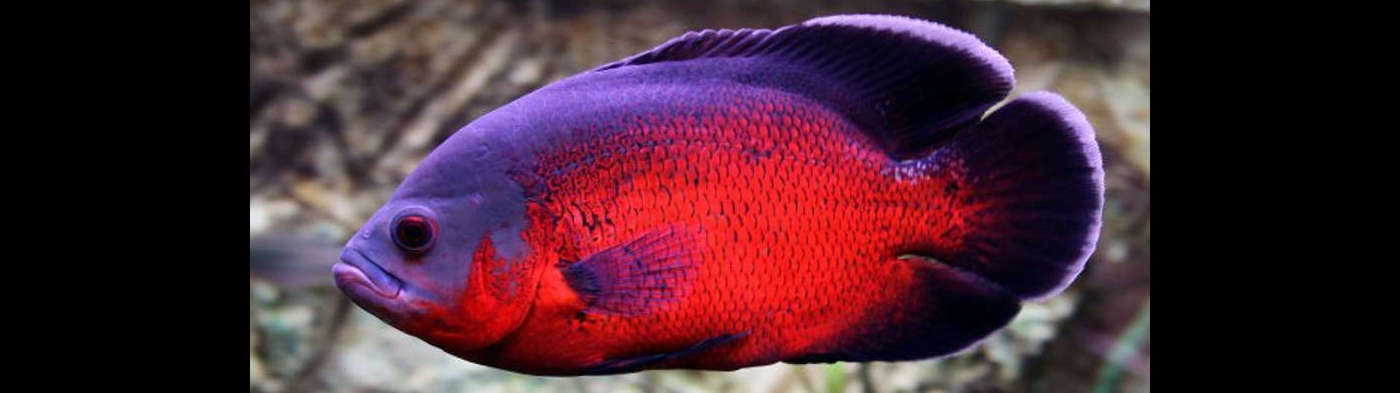 Red Oscar Species Profile :: AquariumDomain.com