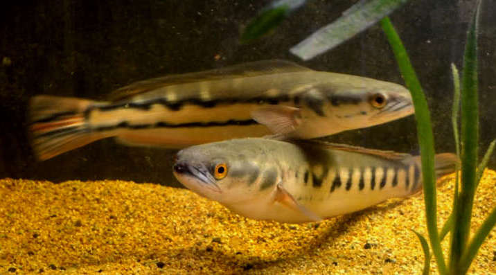 Snakehead care hot sale