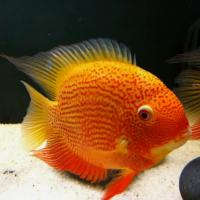 Red spotted severum deals care