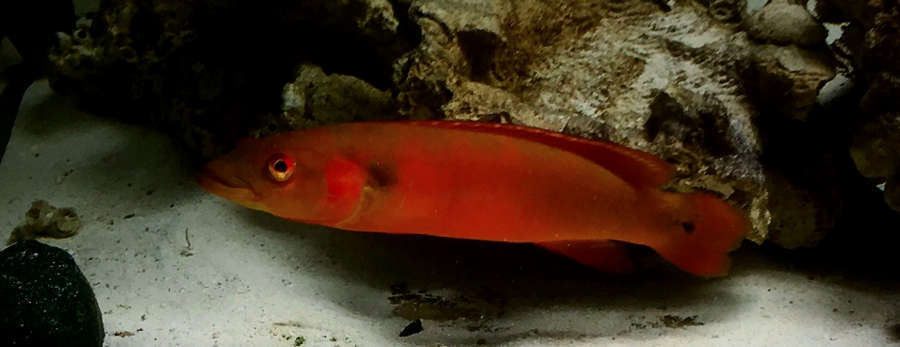 Pike sales cichlid care