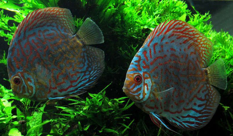 Red Turquoise Discus Symphysodon Spp Species Profile Aquariumdomain Com