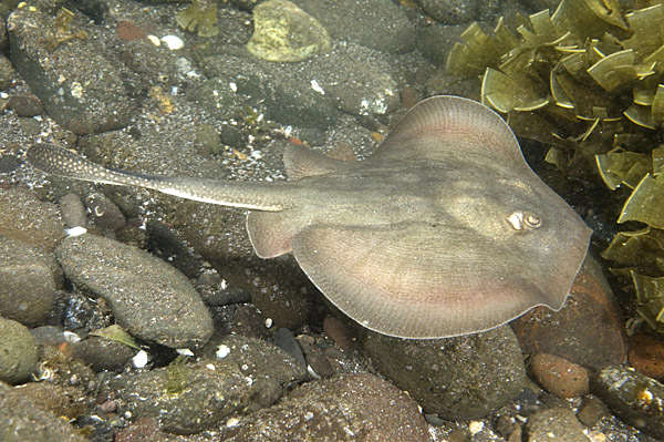 California best sale stingray care
