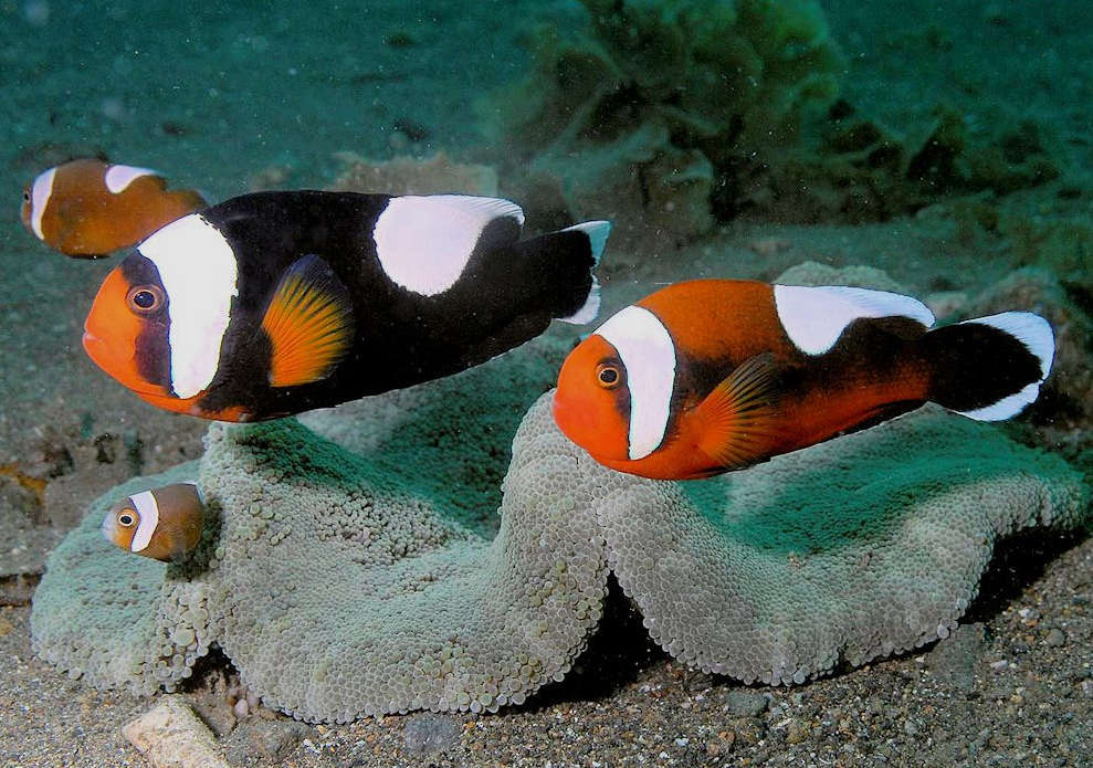Saddleback Clownfish (Amphiprion polymnus) Species Profile ::  AquariumDomain.com