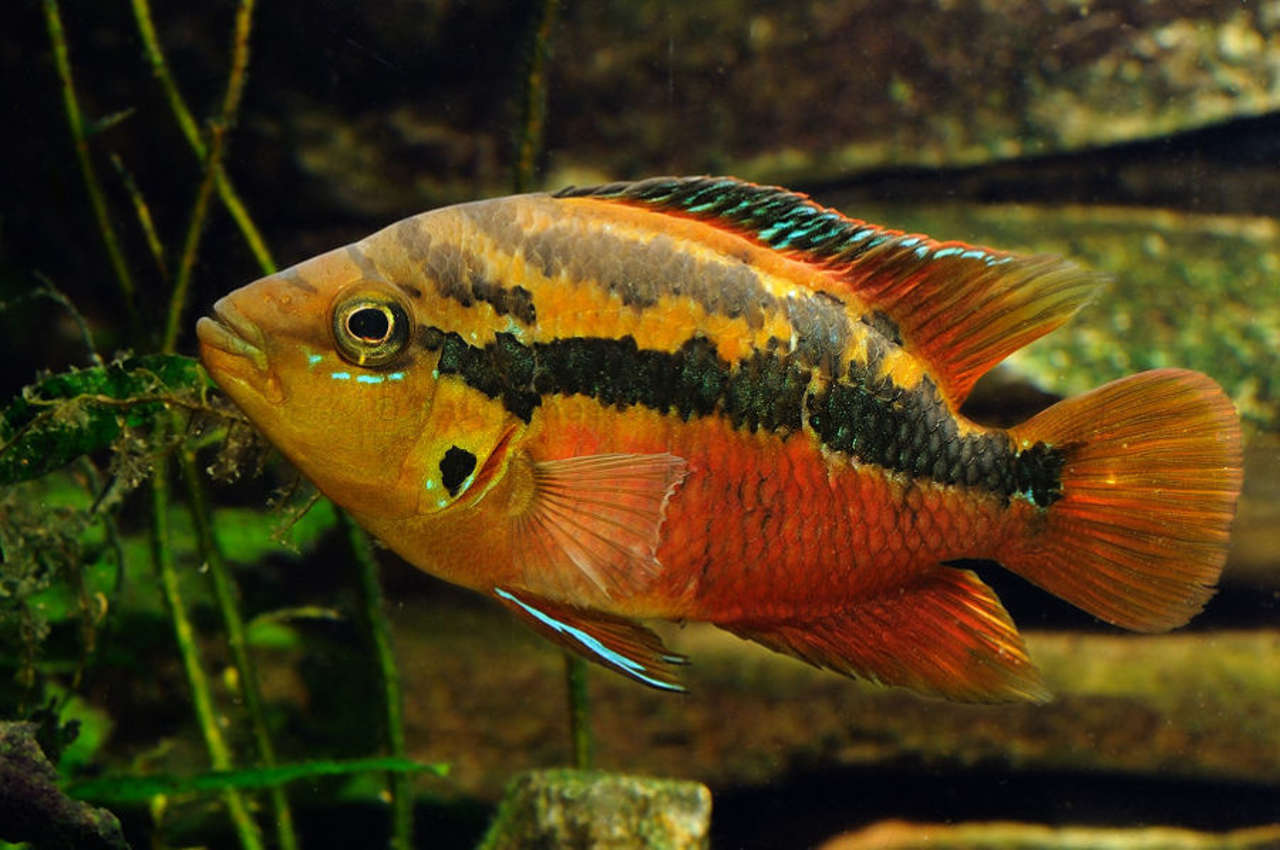 salvini cichlid care