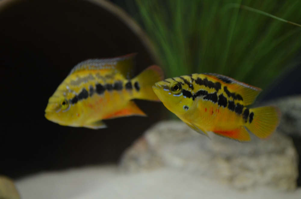 salvini cichlid care