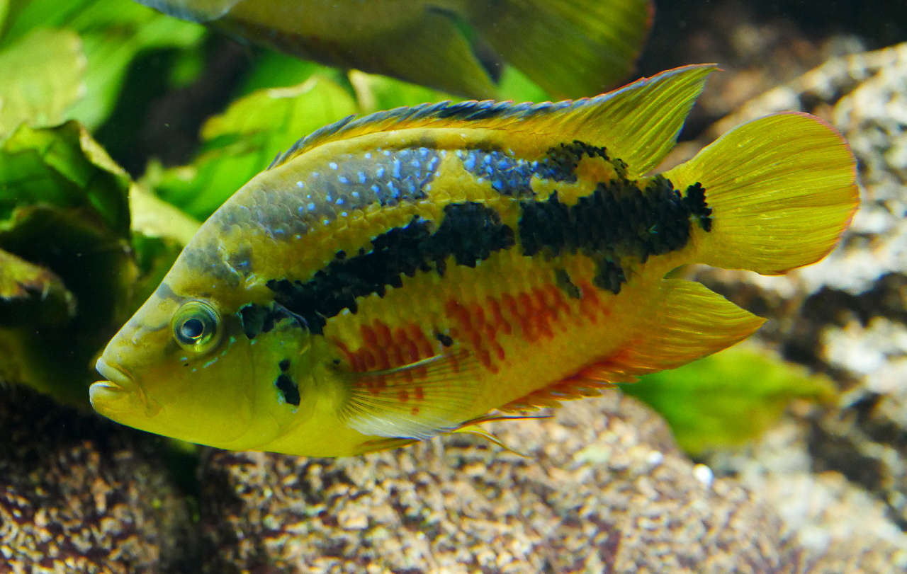 salvini cichlid care