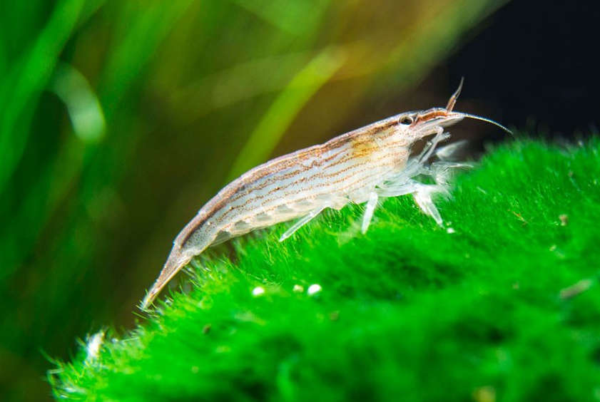 Filter-Feeding Cichlid