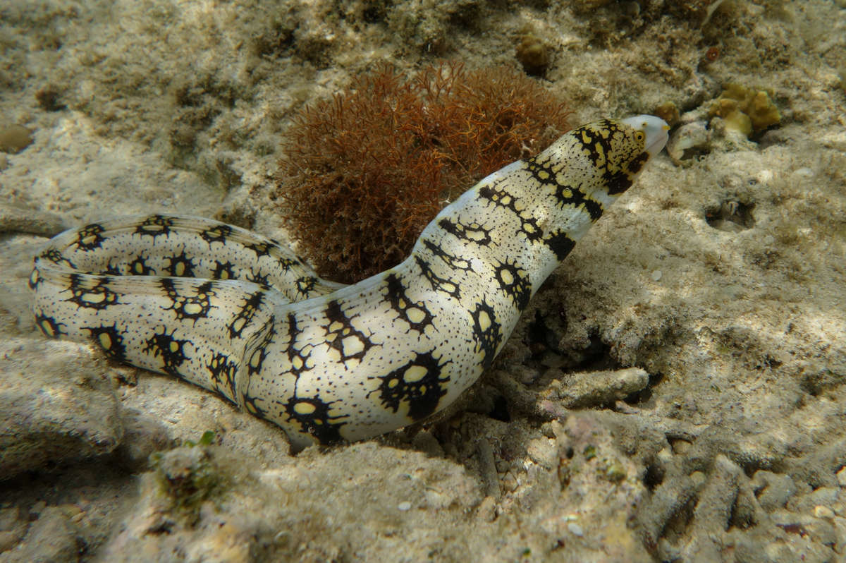 Snowflake Eel