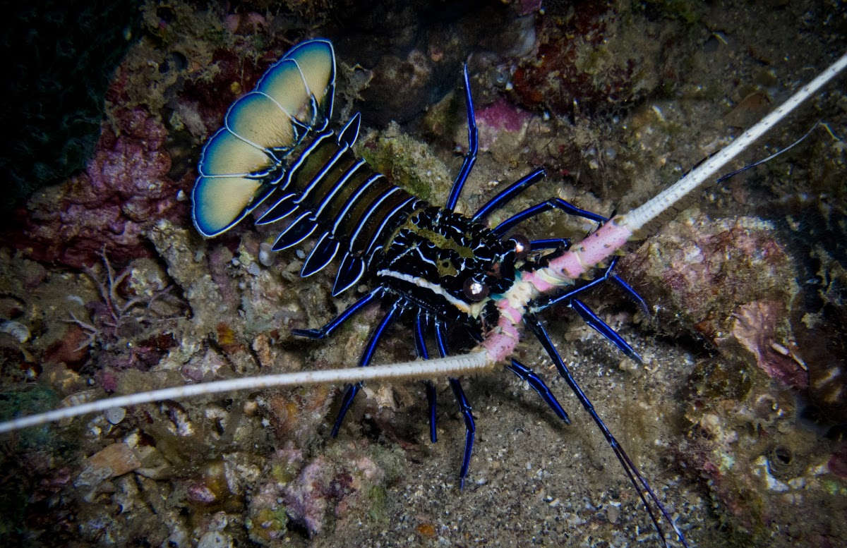 Spiny Blue Lobster (Panulirus versicolor) Species Profile ::  AquariumDomain.com