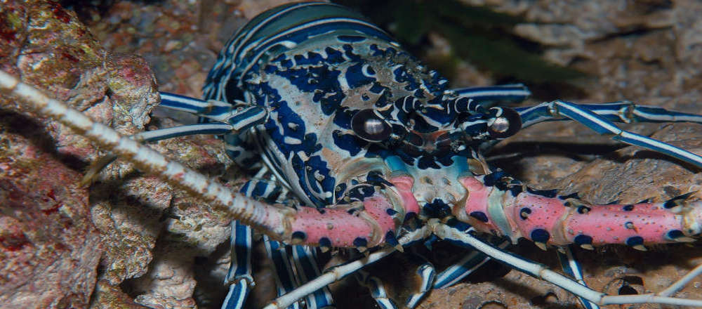 Blue spiny lobster feeding  REEF2REEF Saltwater and Reef Aquarium