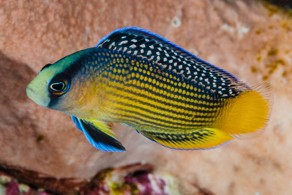 Splendid Dottyback (Pseudochromis splendens) Species Profile ::  AquariumDomain.com