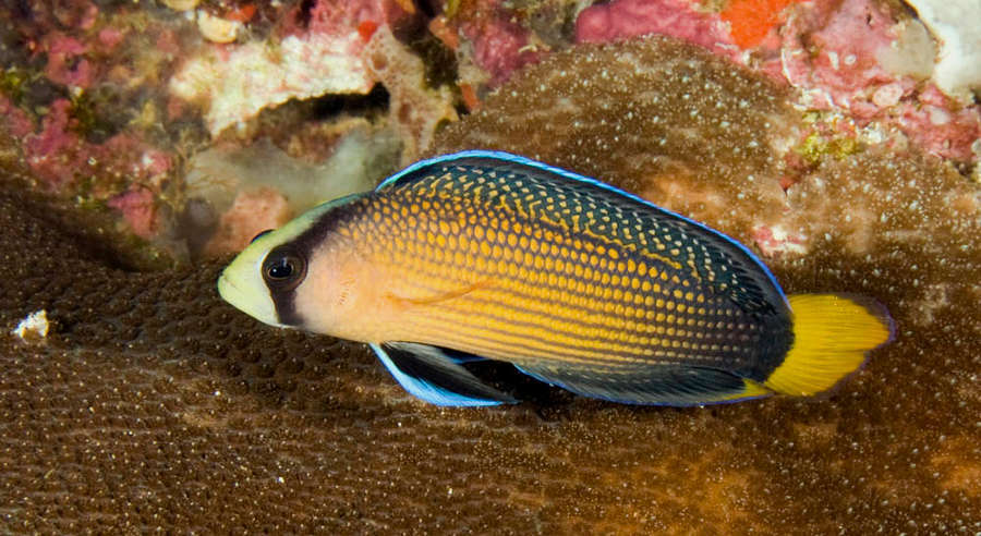 Dottyback care deals