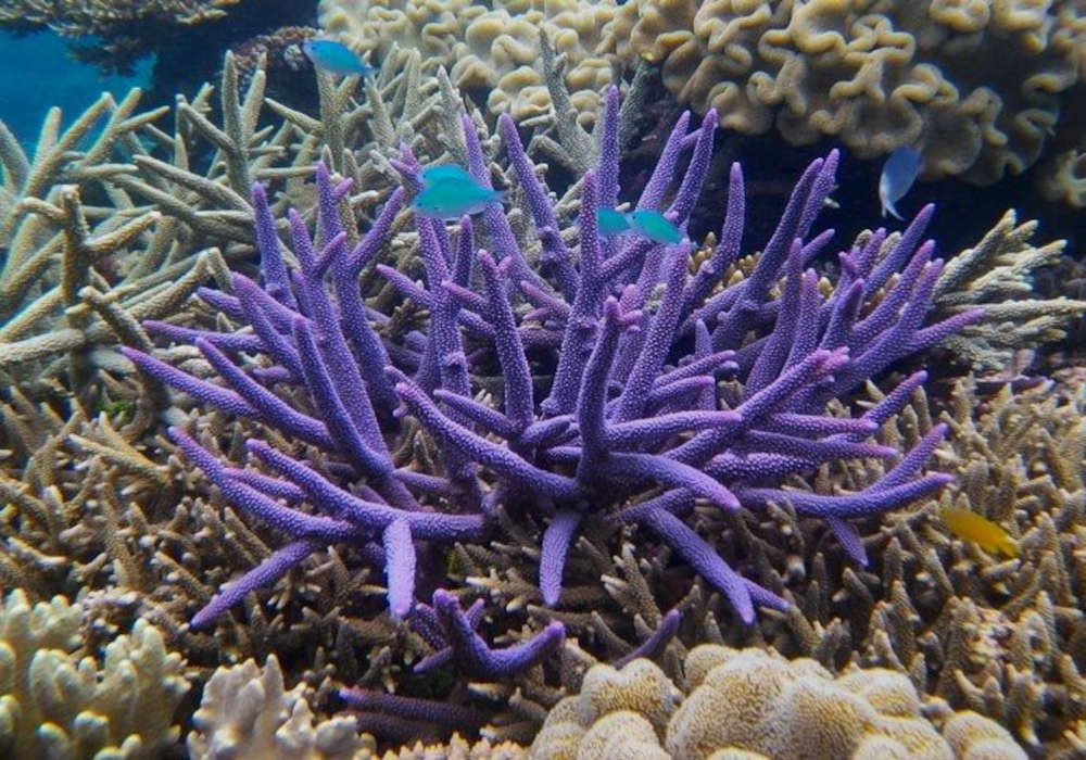 Staghorn Acropora Coral (Acropora sp.) Species Profile
