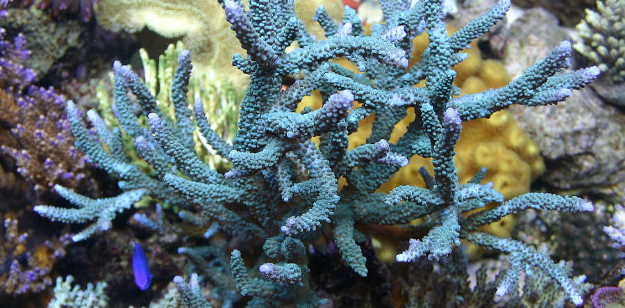 Staghorn coral