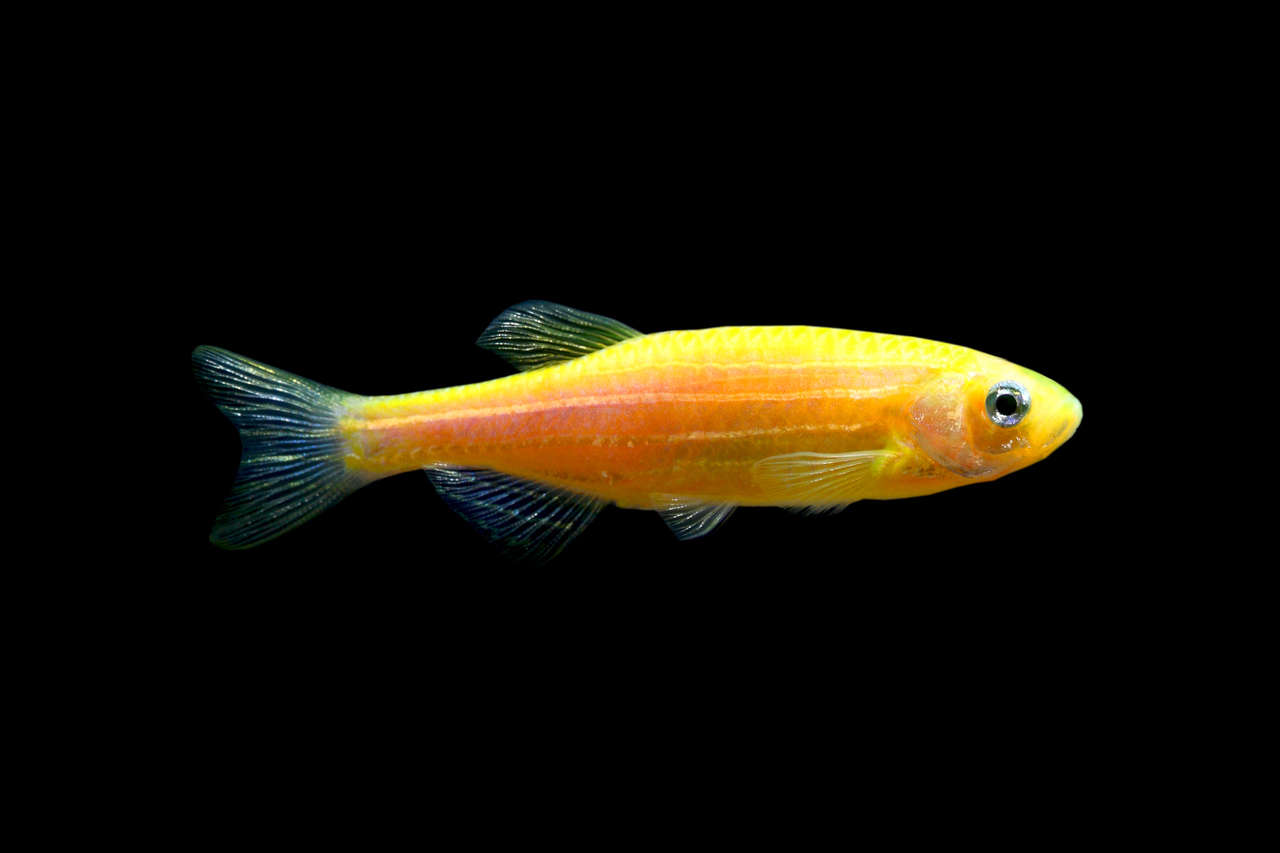 Sunburst Orange GloFish® Danio (Danio rerio) Species Profile ::  AquariumDomain.com