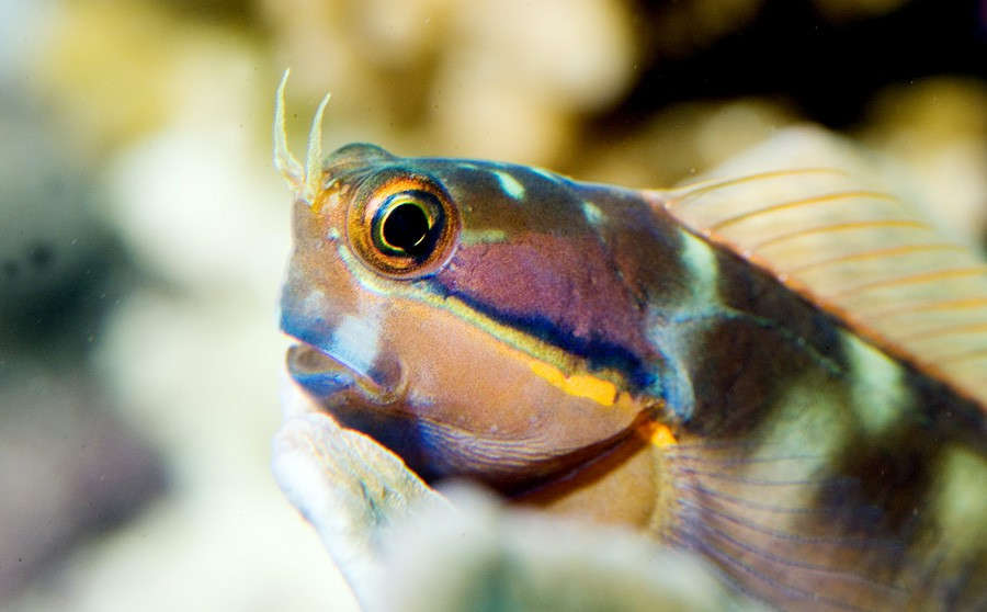 Tail spot hot sale blenny care
