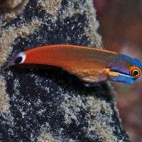 tail spot blenny care