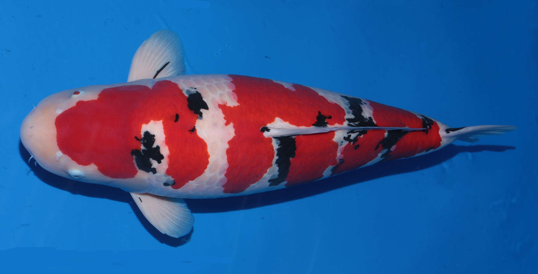 Taisho Sanke Koi Species Profile :: AquariumDomain.com