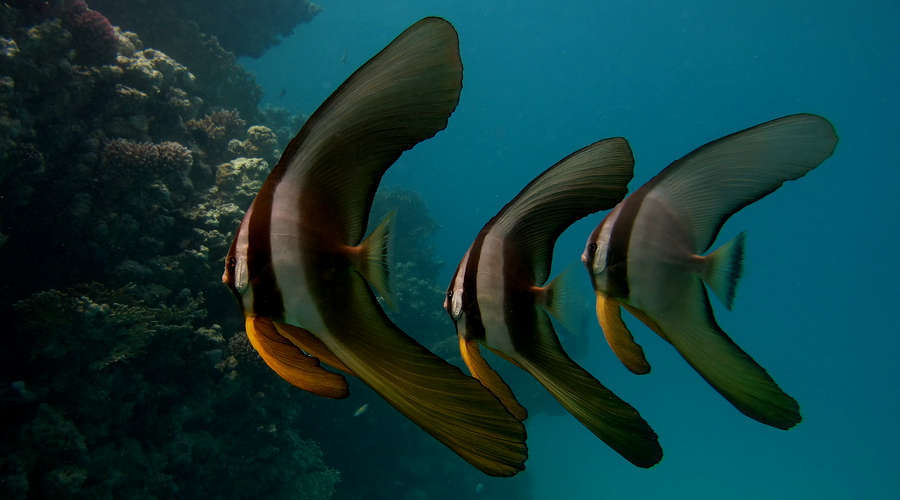 Stock photo of Longfin batfish (Platax teira) shoal swimming in ...