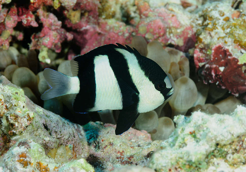 Three Stripe Damselfish swimming in tank