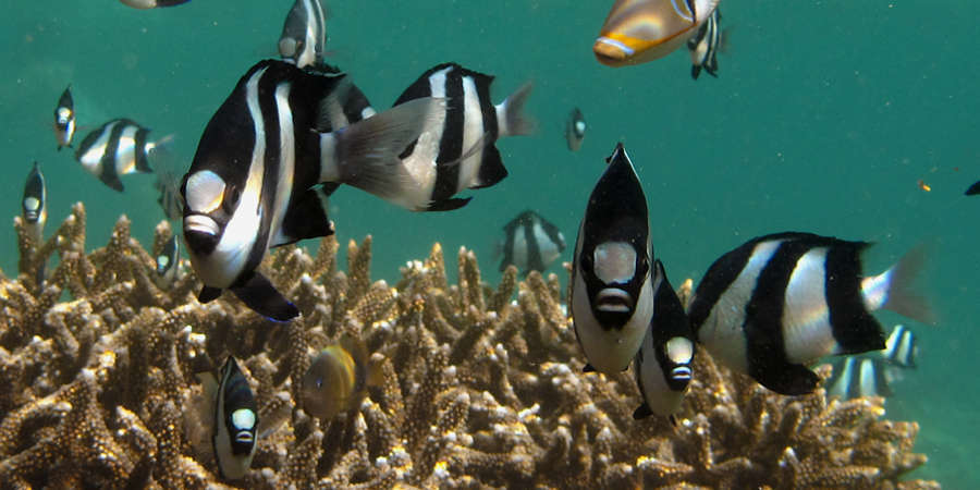 Group of Three Stripe Damselfish